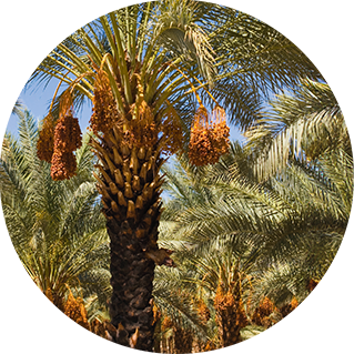 Arbre_dattes